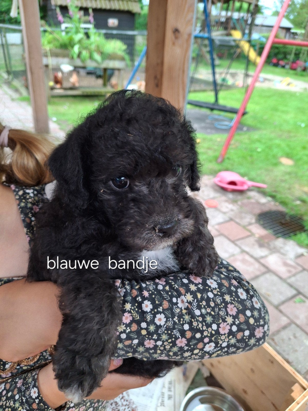 Pups toy poedel, 8 tot 15 weken, Meerdere, Meerdere dieren, Middel