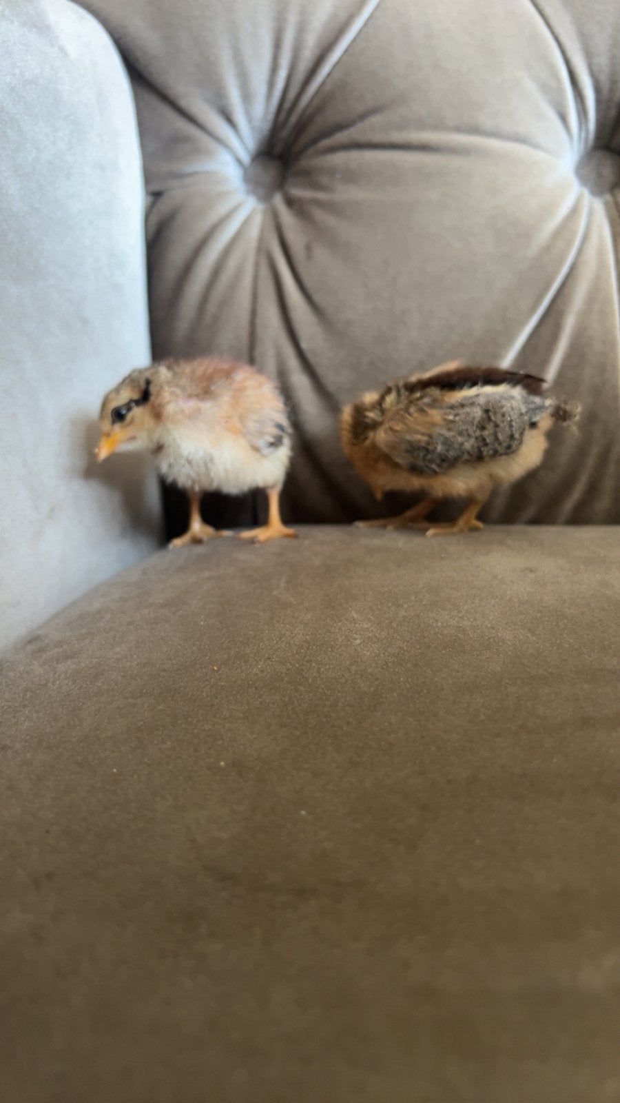 Kuikens, Dieren en Toebehoren, Meerdere dieren, Kip