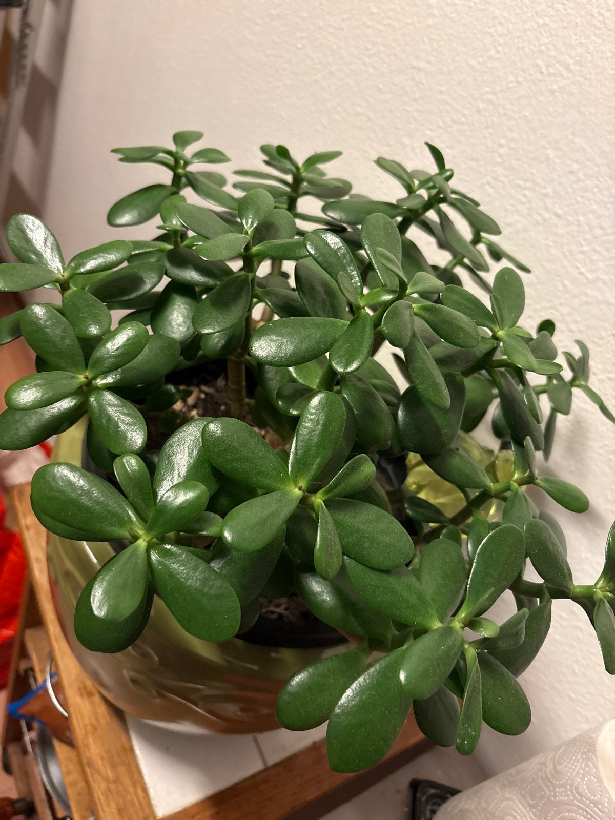 Mooie en gezonde Jadeplant (Crassula Ovata) in pot, Ophalen, Vetplant, In pot, Minder dan 100 cm