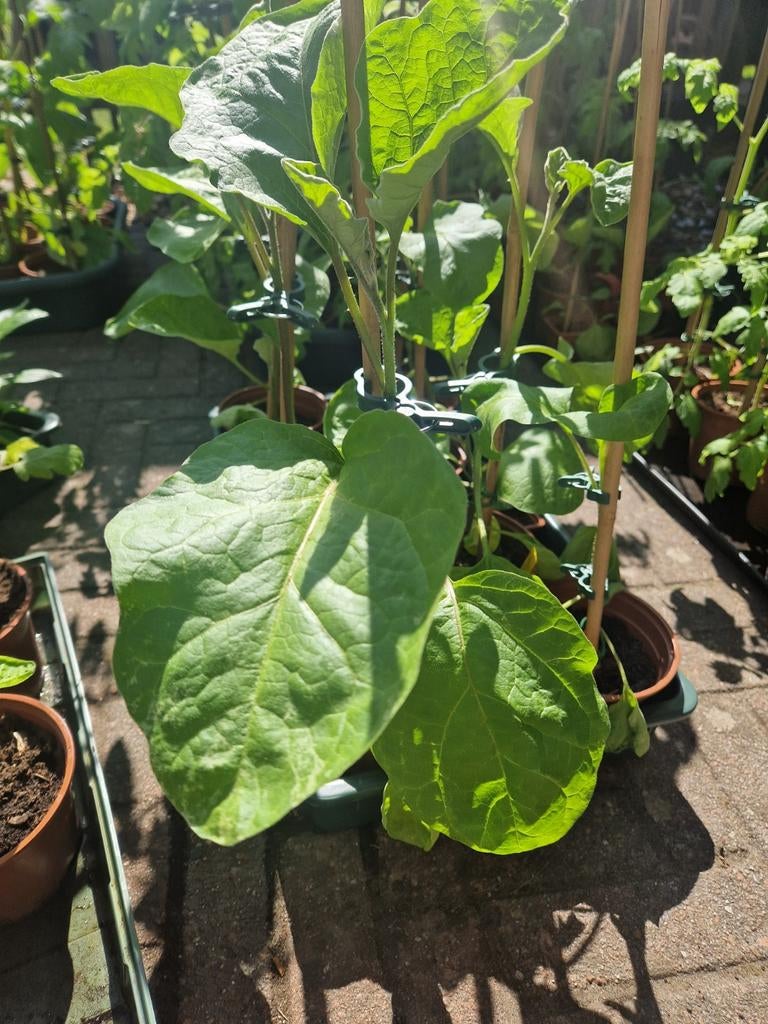 Biologische aubergine, Ophalen, Minder dan 100 cm, Overige soorten, Lente