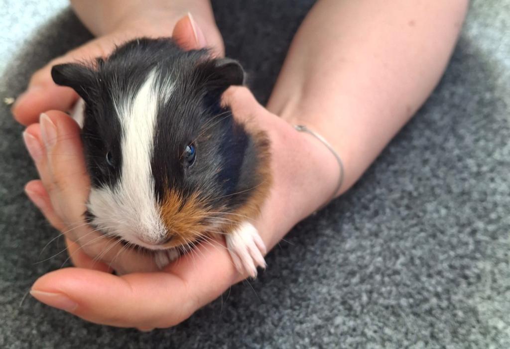 Jonge hand tamme cavia, Mei, Mannelijk, Cavia