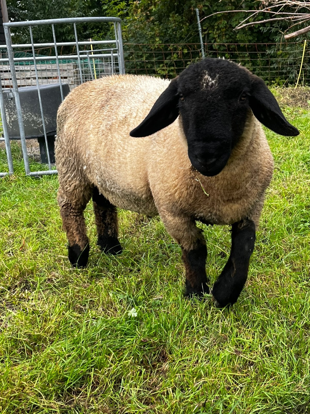 Suffolk ram, Mannelijk, Schaap