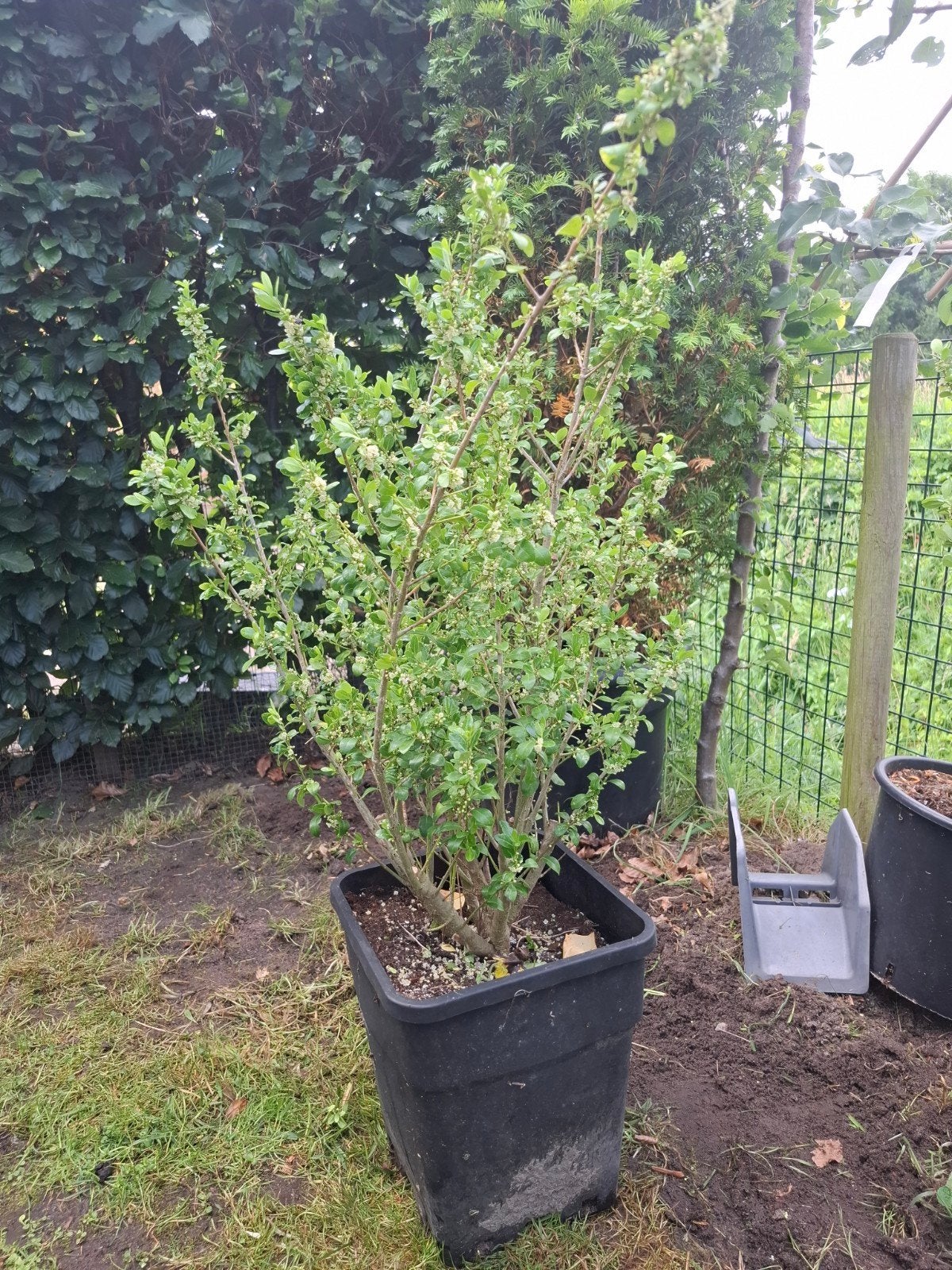 Ilex crenata in pot., Tuin en Terras, Ophalen, Overige soorten