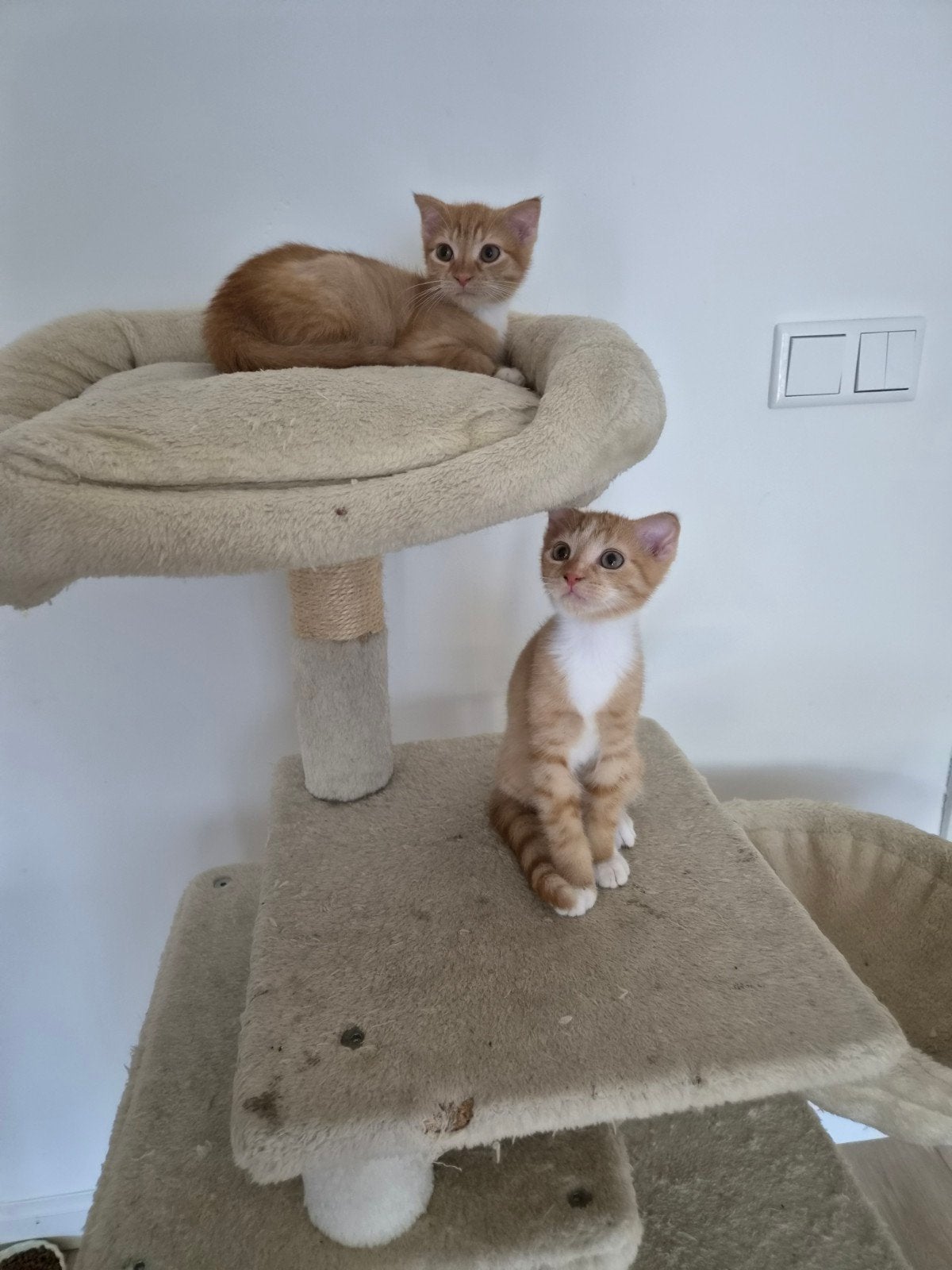 Kittens 11 weken