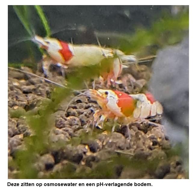 Crystal red garnalen, Kreeft, Krab of Garnaal, Zoutwatervis