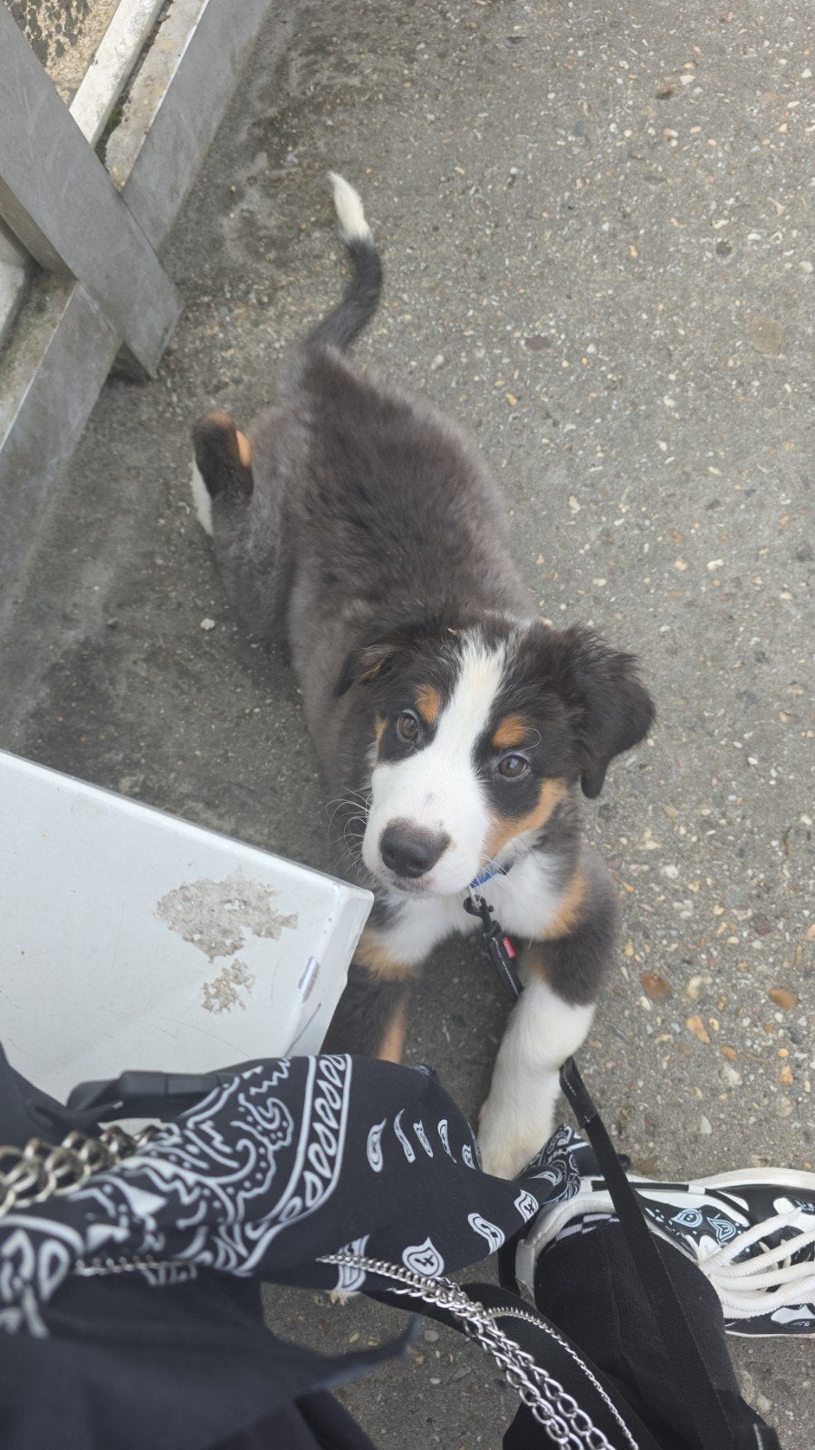 75%australian shepherd x50 %bernersennen reu, Dieren en Toebehoren, Honden | Niet-rashonden, Parvo, Reu, 8 tot 15 weken, Eén hond