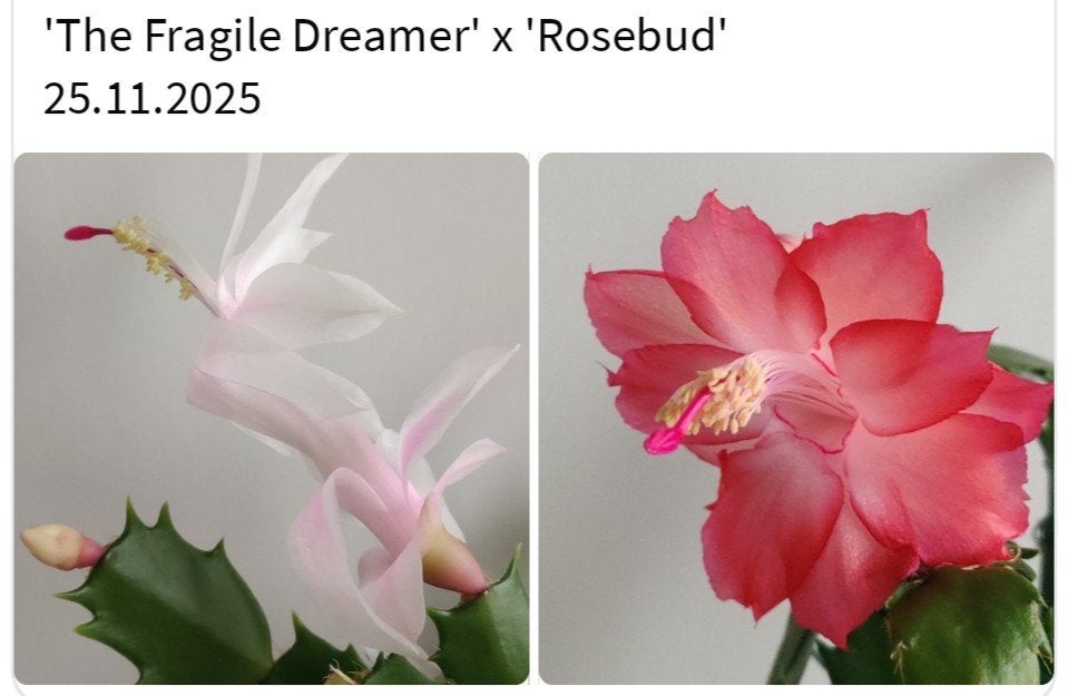 Schlumbergera nieuwe hybride zaadbesje op 1 bladsegment, Verzenden, Halfschaduw, Minder dan 100 cm