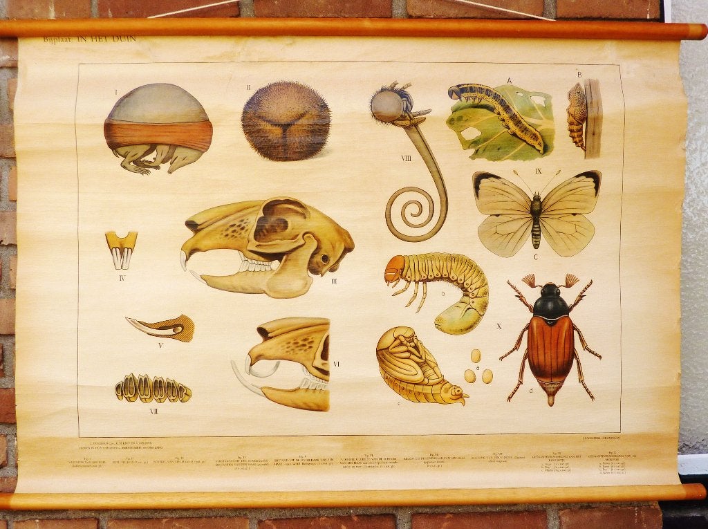 Oude schoolplaat over "wat je vindt in de duinen", Antiek en Kunst, Antiek | Schoolplaten, Ophalen of Verzenden, Natuur en Biologie