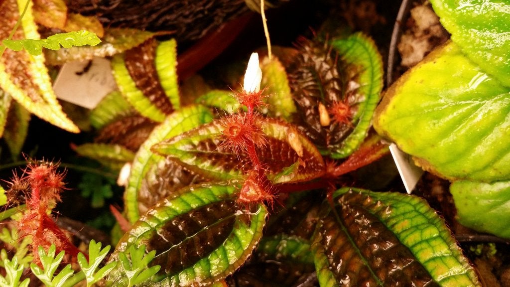 Triolena pustulata prachtige kleine terrariumplant Ecuador, Ophalen of Verzenden, Overige soorten, Halfschaduw, Minder dan 100 cm