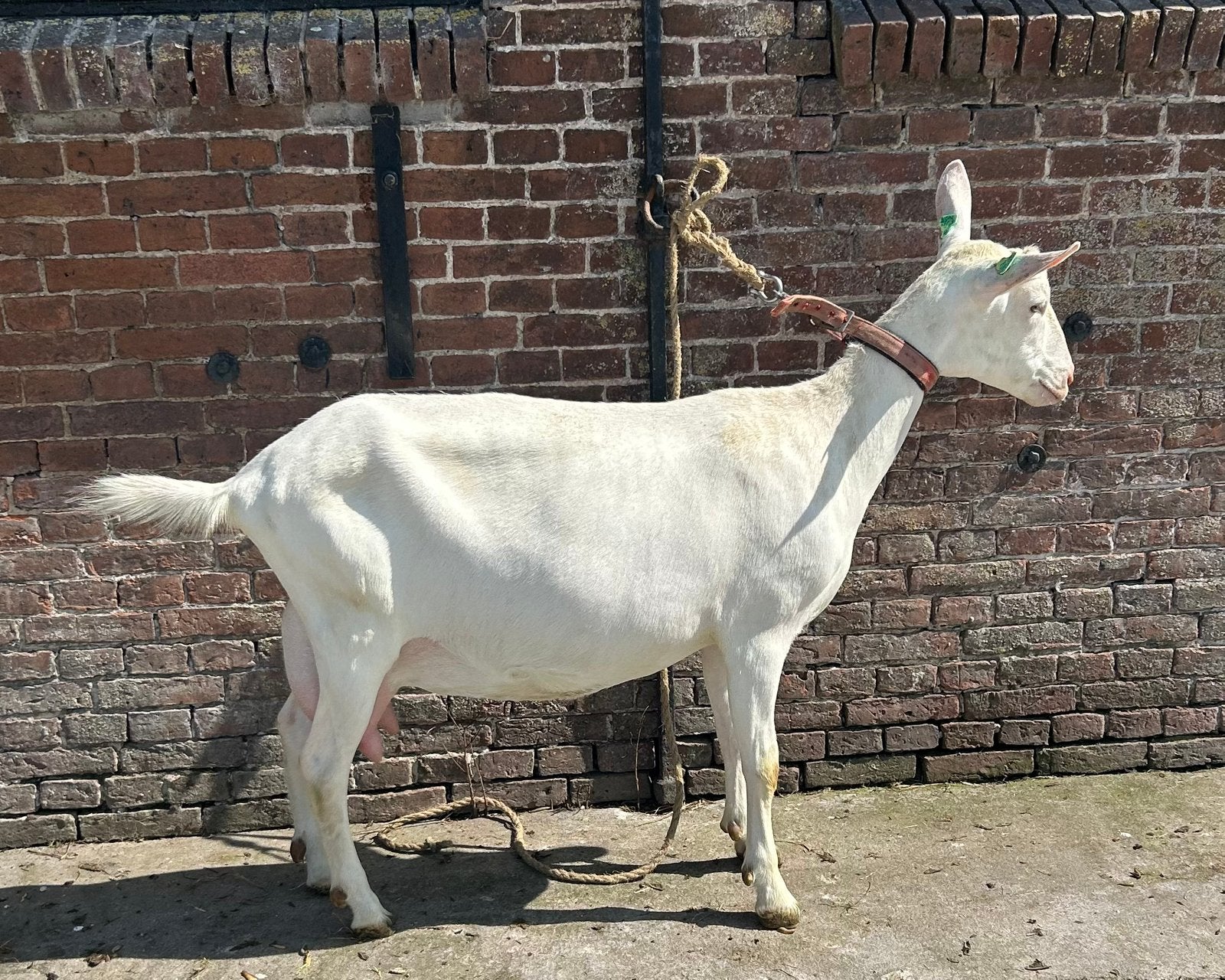 Te koop: mooie jonge melkgeit, Dieren en Toebehoren, Schapen, Geiten en Varkens, Vrouwelijk, Geit, 0 tot 2 jaar