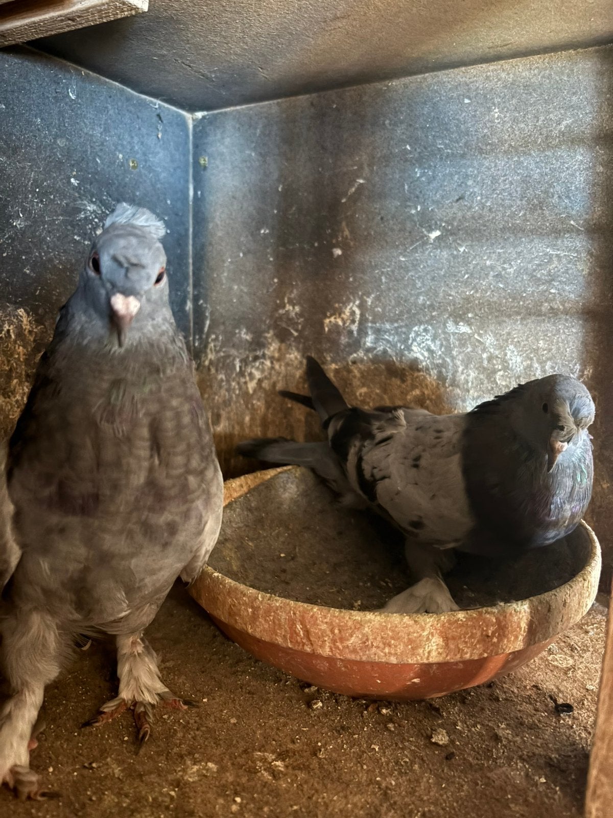 Takla duiven, Dieren en Toebehoren, Meerdere dieren, Postduif