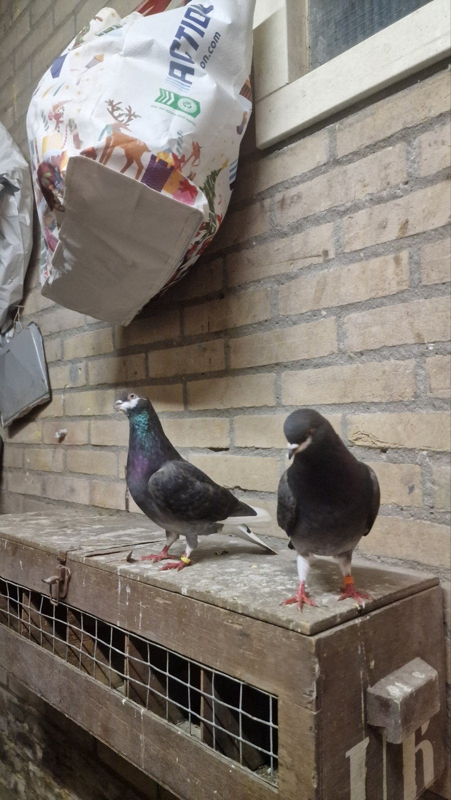 2 postduiven, Mannelijk, Postduif