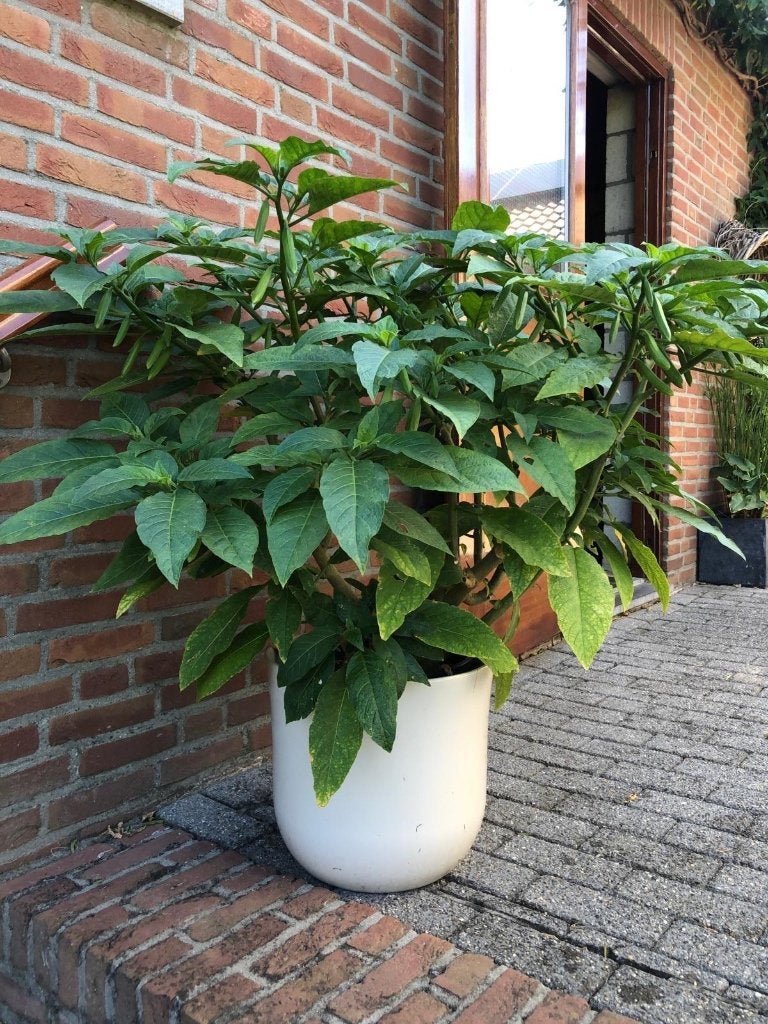 Brugmansia, Volle zon, Vaste plant, Zomer, Ophalen