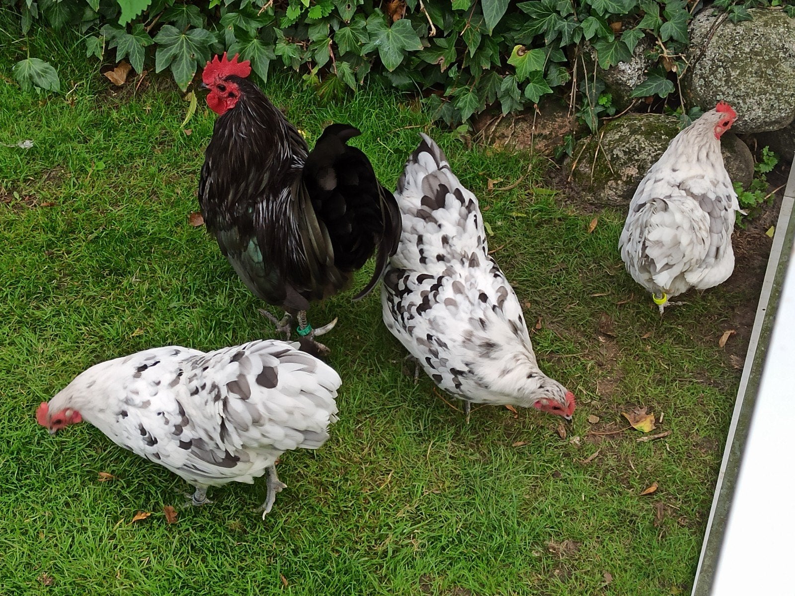australorp  kriel broedeieren zwart/ splash