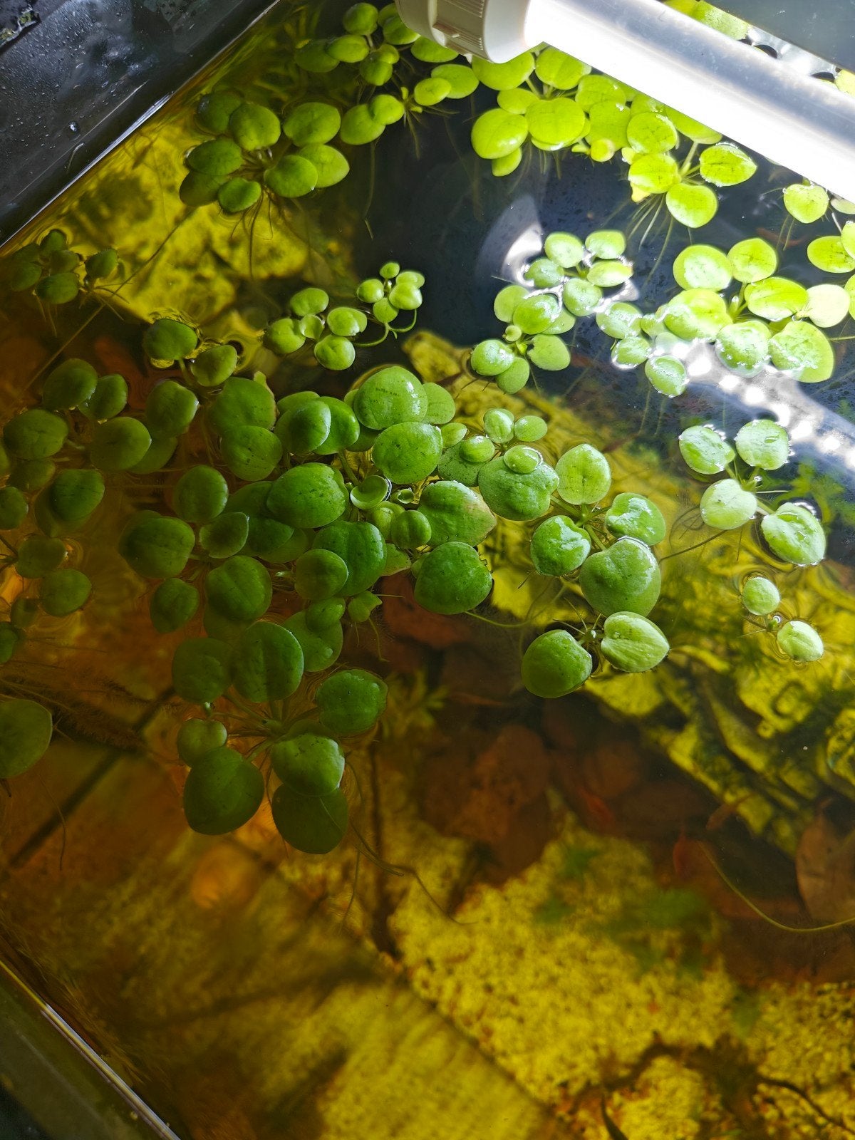 bakje met drijfplanten tw Moerings Limnobium Spongiai, Dieren en Toebehoren, Ophalen, Nieuw, Plant(en), Steen of Hout