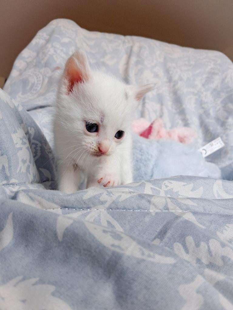 Witte kittens met blauwe ogen, Meerdere dieren, Ontwormd