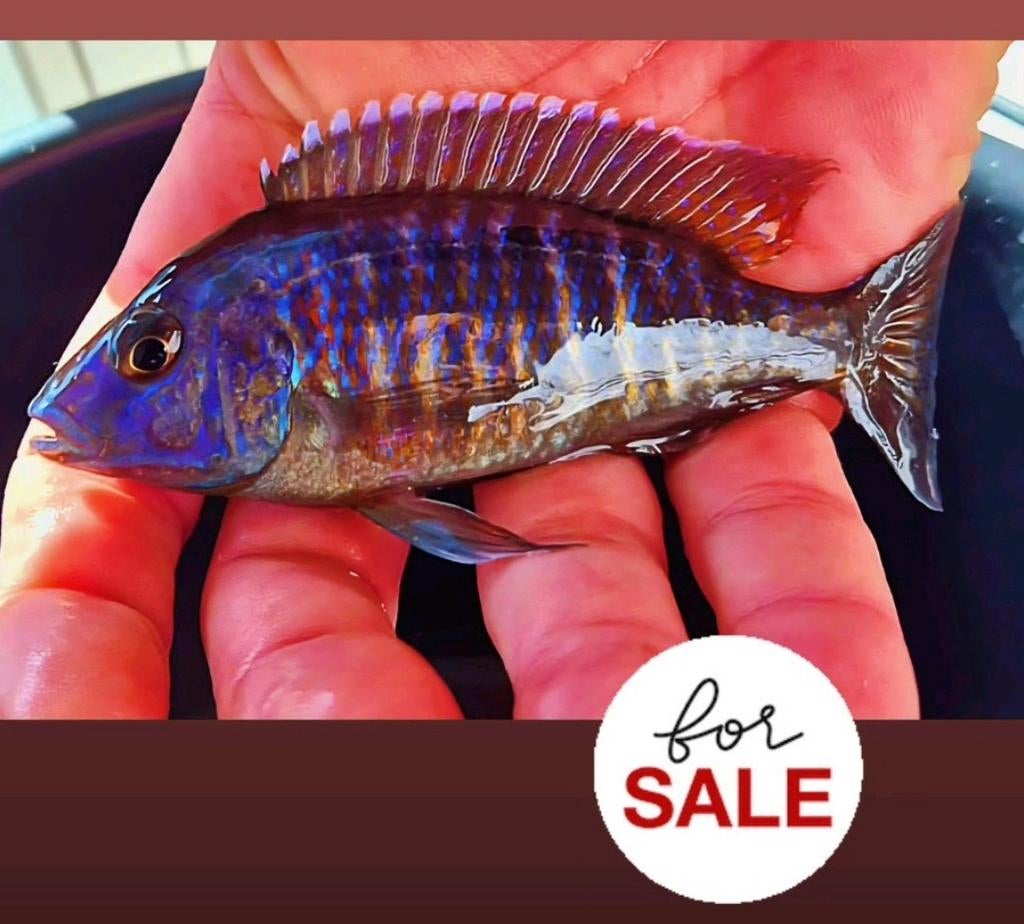 Aulonocara volwassen Pastell man, Dieren en Toebehoren, Vissen | Aquariumvissen, Vis, Zoetwatervis