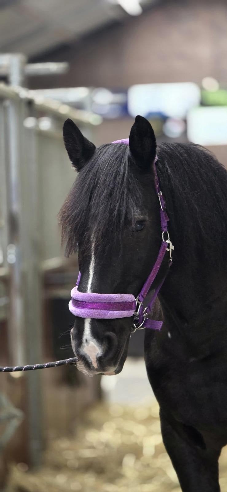 Haflinger x  Fries met een hart van goud zoekt 5 ☆ thuis, Dieren en Toebehoren, Paarden, Minder dan 160 cm, Ruin, 0 tot 2 jaar