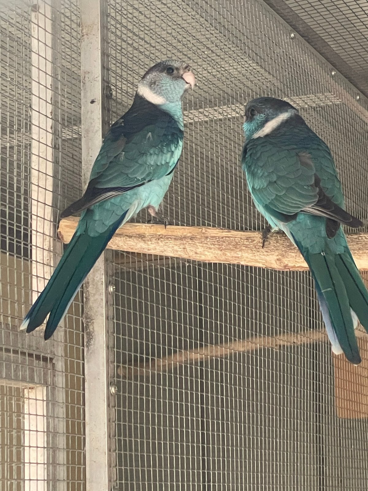 Blauwe Barnard parkiet, Dieren en Toebehoren, Vogels | Parkieten en Papegaaien, Mannelijk, Parkiet, Geringd