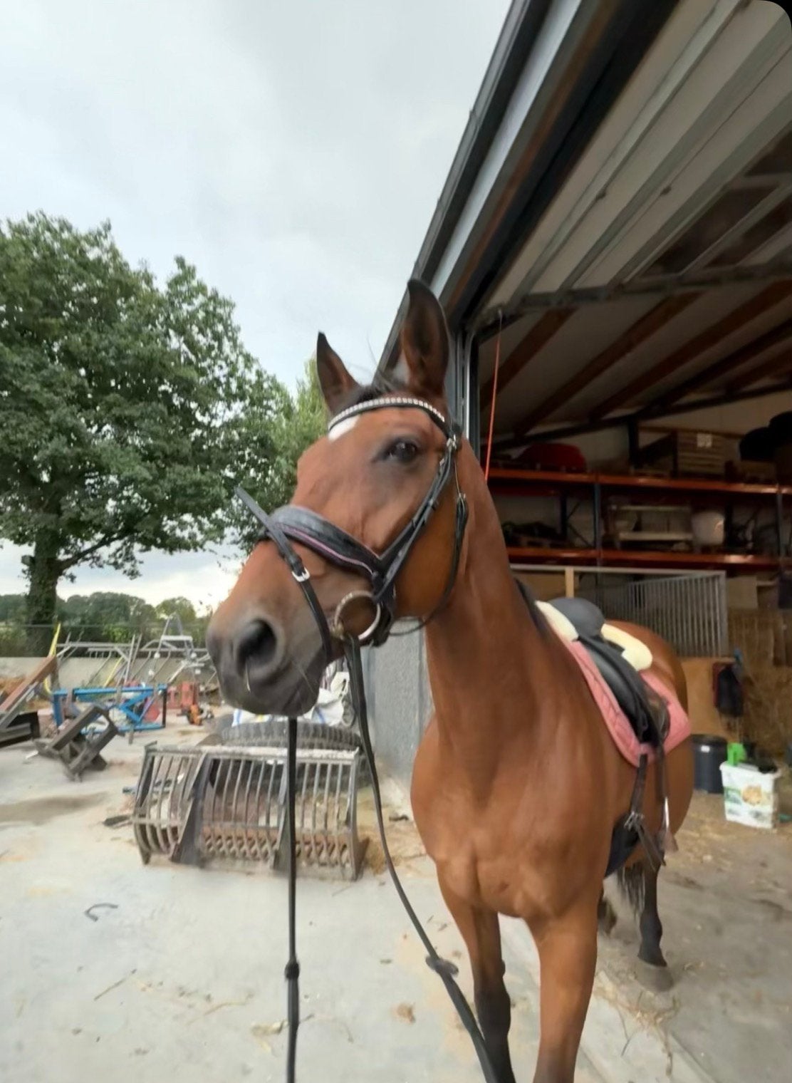 11 jarige merrie te koop, Dieren en Toebehoren, Paarden, Merrie, Recreatiepaard