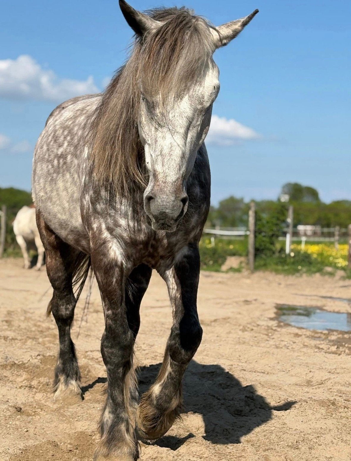 Helpende handjes gezocht Equi Habitat Groen, Vacatures