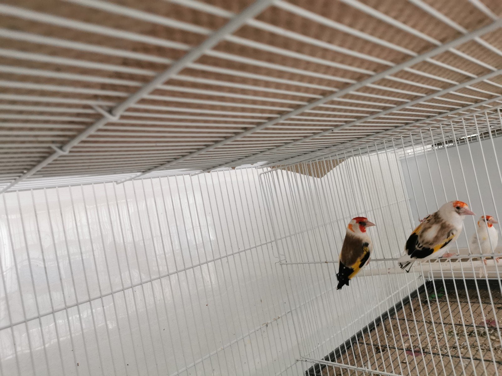 Putter Major, Mannelijk, Wildzangvogel