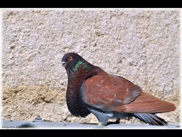 Gezocht !!!!, Dieren en Toebehoren, Vogels | Duiven, Meerdere dieren, Kropper