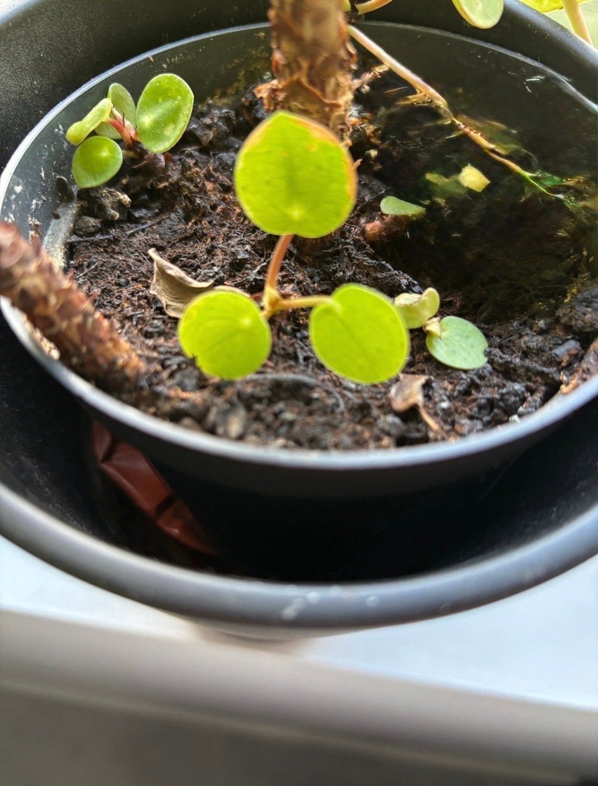 Diverse Pilea pannenkoekenplant stekjes, Huis en Inrichting, Kamerplanten, Ophalen, Overige soorten, Halfschaduw, Minder dan 100 cm