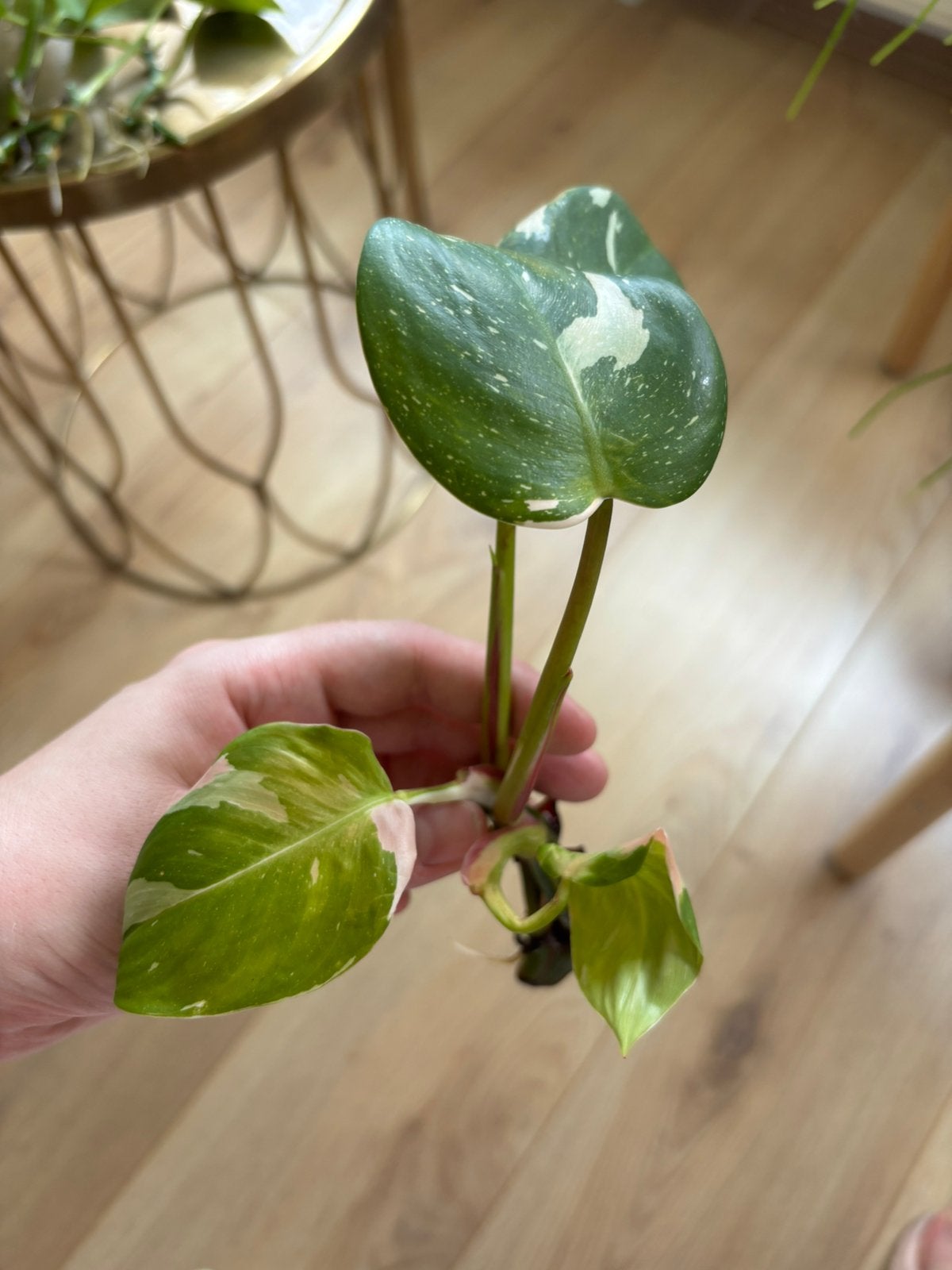 Gewortelde stek philodendron white wizard, Huis en Inrichting, Kamerplanten, Ophalen of Verzenden, Halfschaduw, Minder dan 100 cm