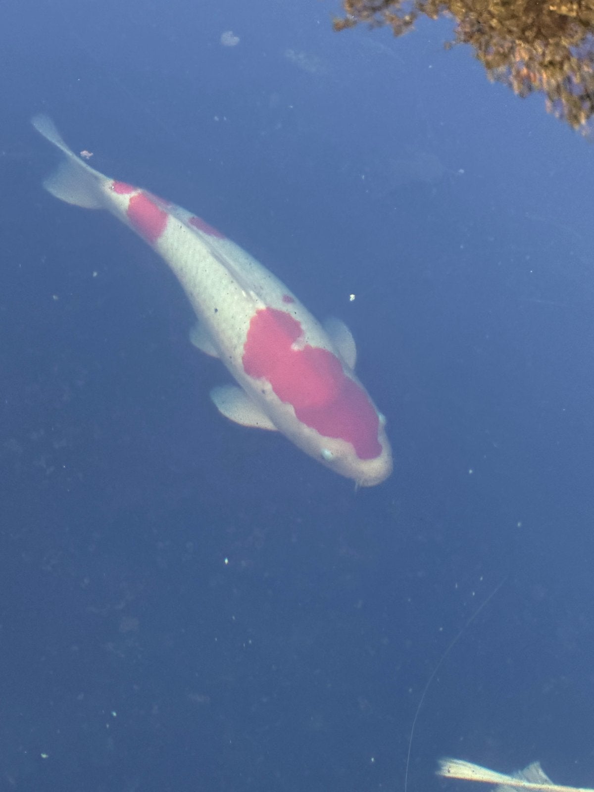 Taniguchi Kohaku Female – Japanse koi 50/55cm – Azukari, Karper of Koi