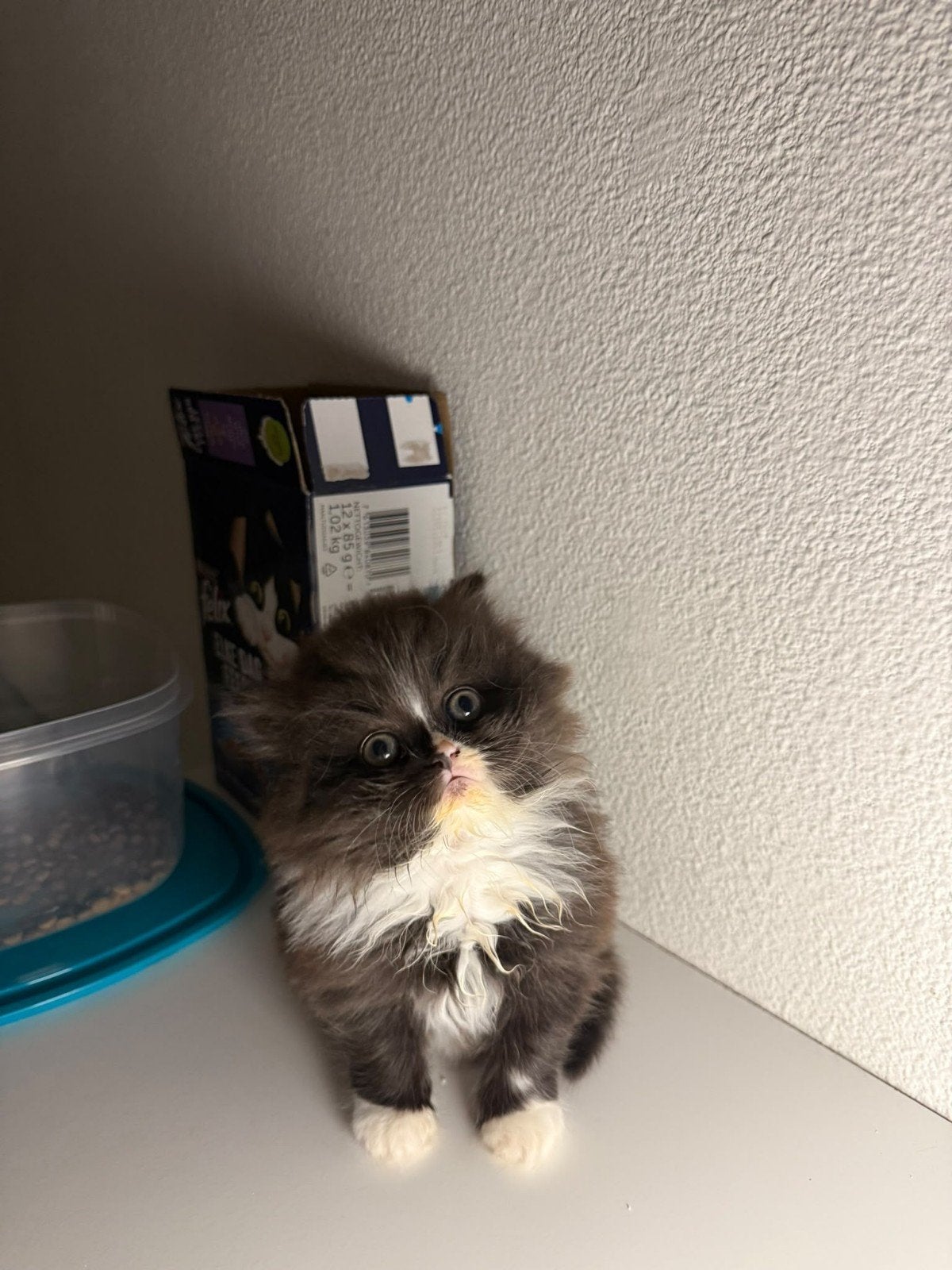 perzische kitten vrouwtje.. een dotje 🥰, Poes, Ontwormd, 0 tot 2 jaar