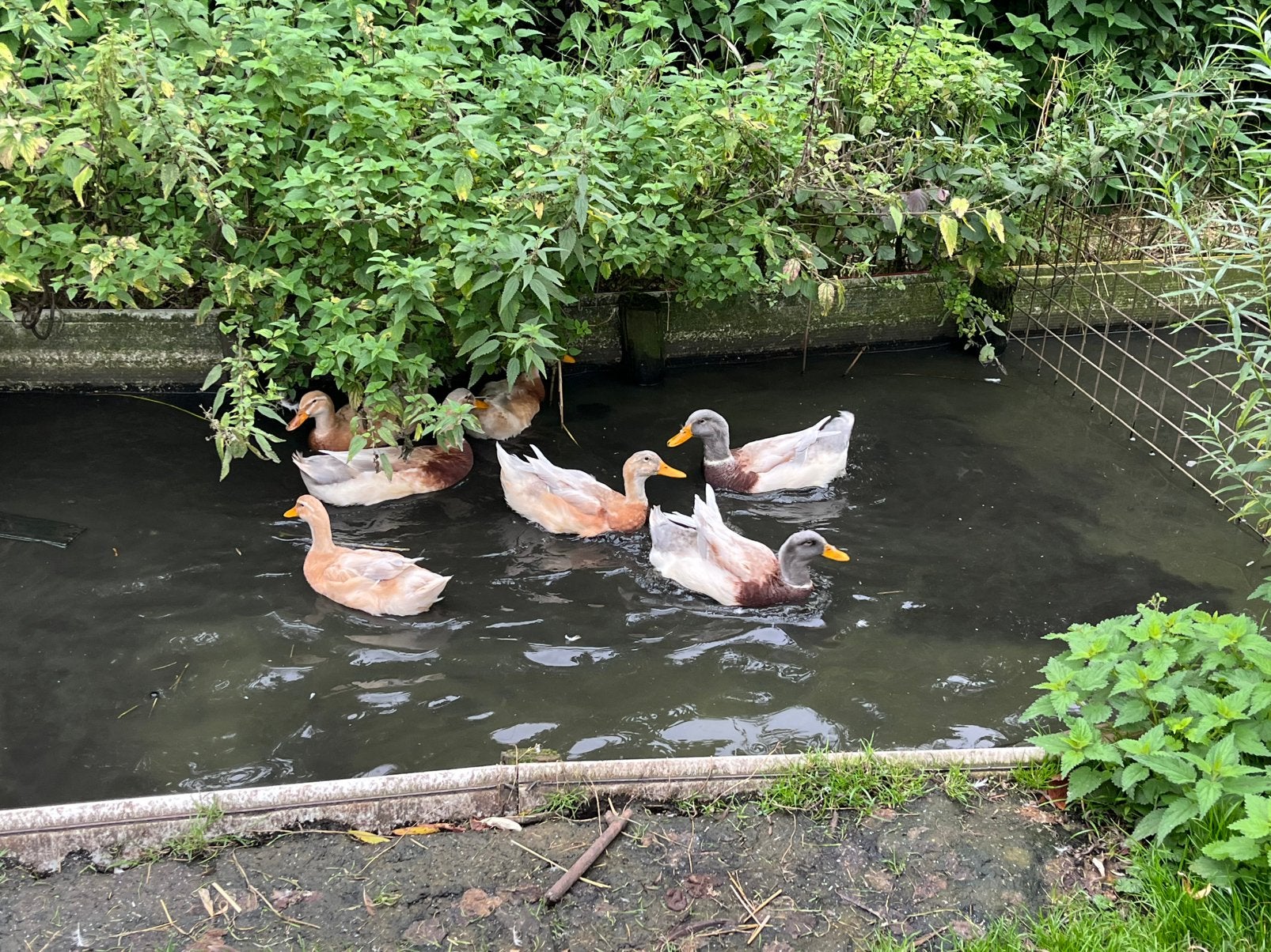 Saksen eend woerden, Dieren en Toebehoren, Mannelijk, Eend