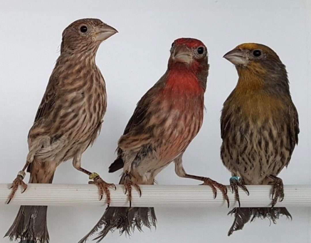 Mexicaanse roodmus, Dieren en Toebehoren, Meerdere dieren, Kleurkanarie