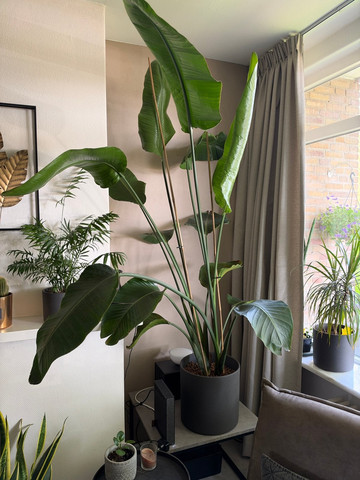 Paradijsvogelplant #1 incl. pot (Strelitzia Nicolai), Huis en Inrichting, Ophalen, Overige soorten, In pot, 150 tot 200 cm