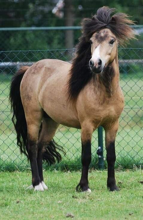Falabella Valk hengst goedgekeurd, Hengst