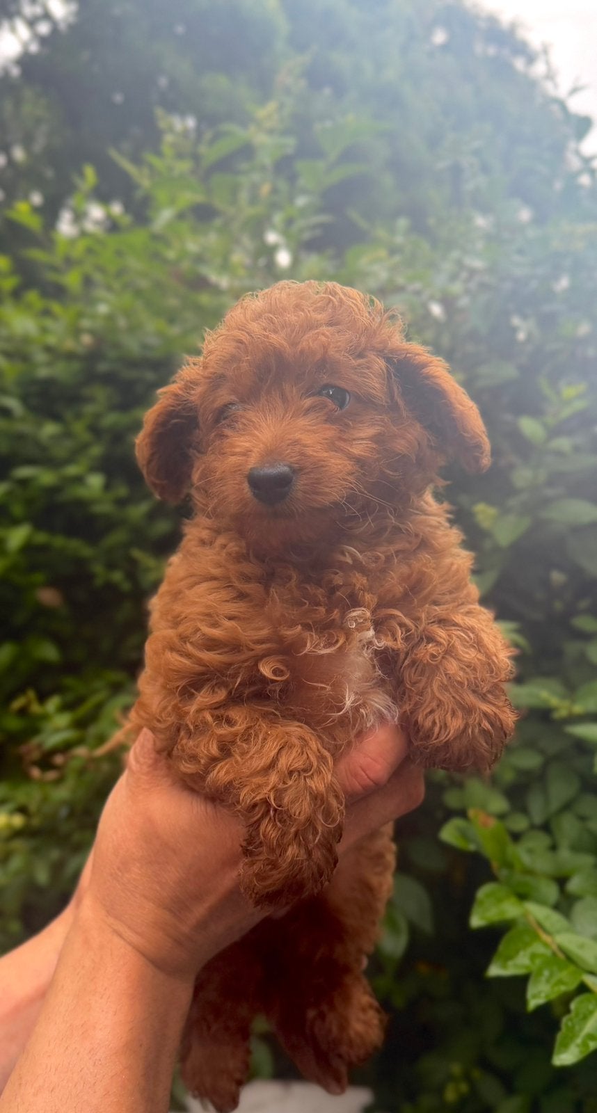 Toy poedel teefje, Parvo, Poedel, Particulier, 8 tot 15 weken