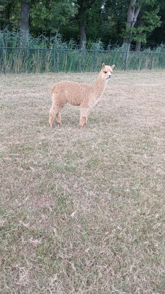 Alpaca merrie, Februari, Vrouwelijk