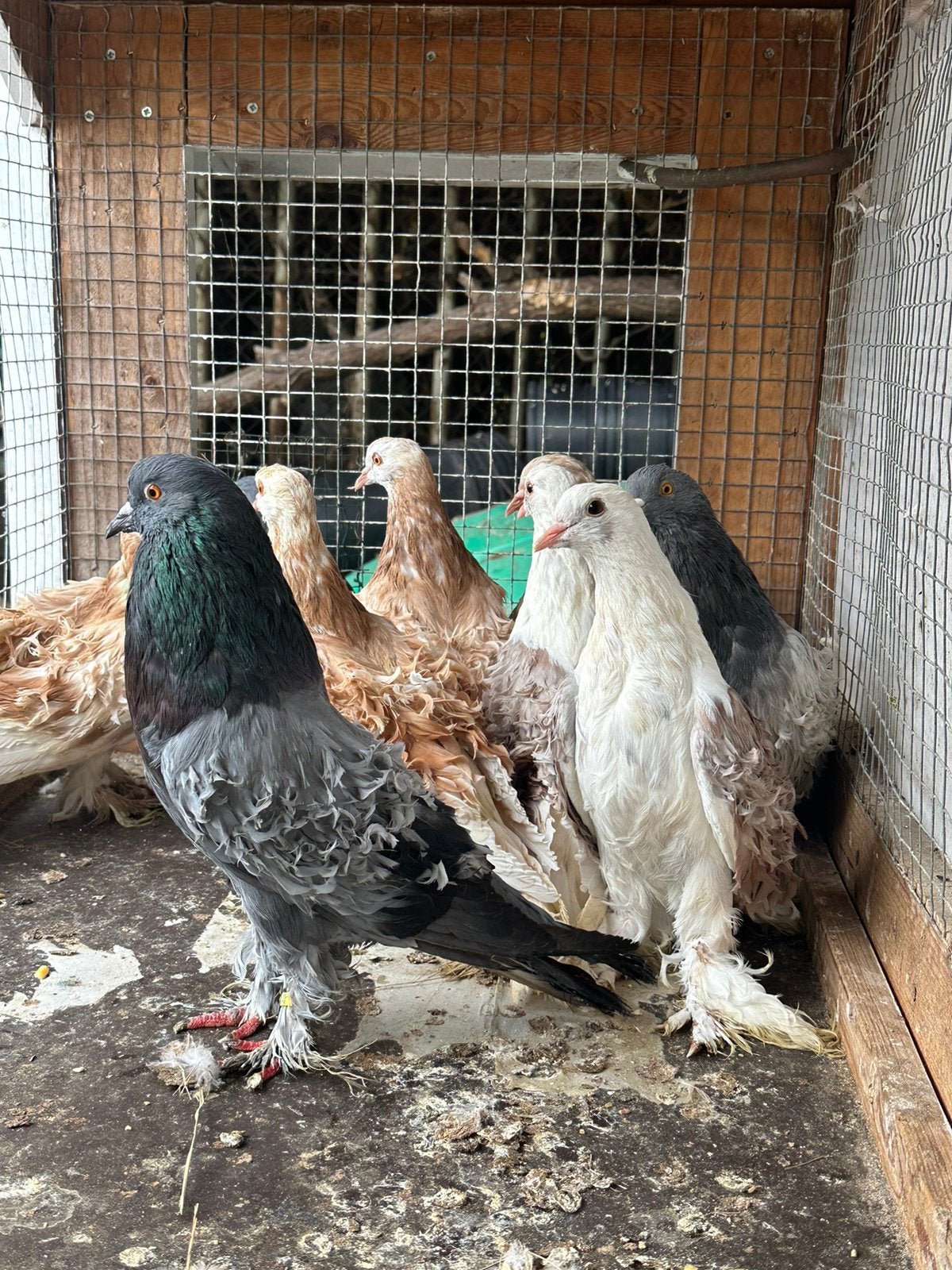 Vogels duiven, Dieren en Toebehoren, Meerdere dieren, Overige soorten