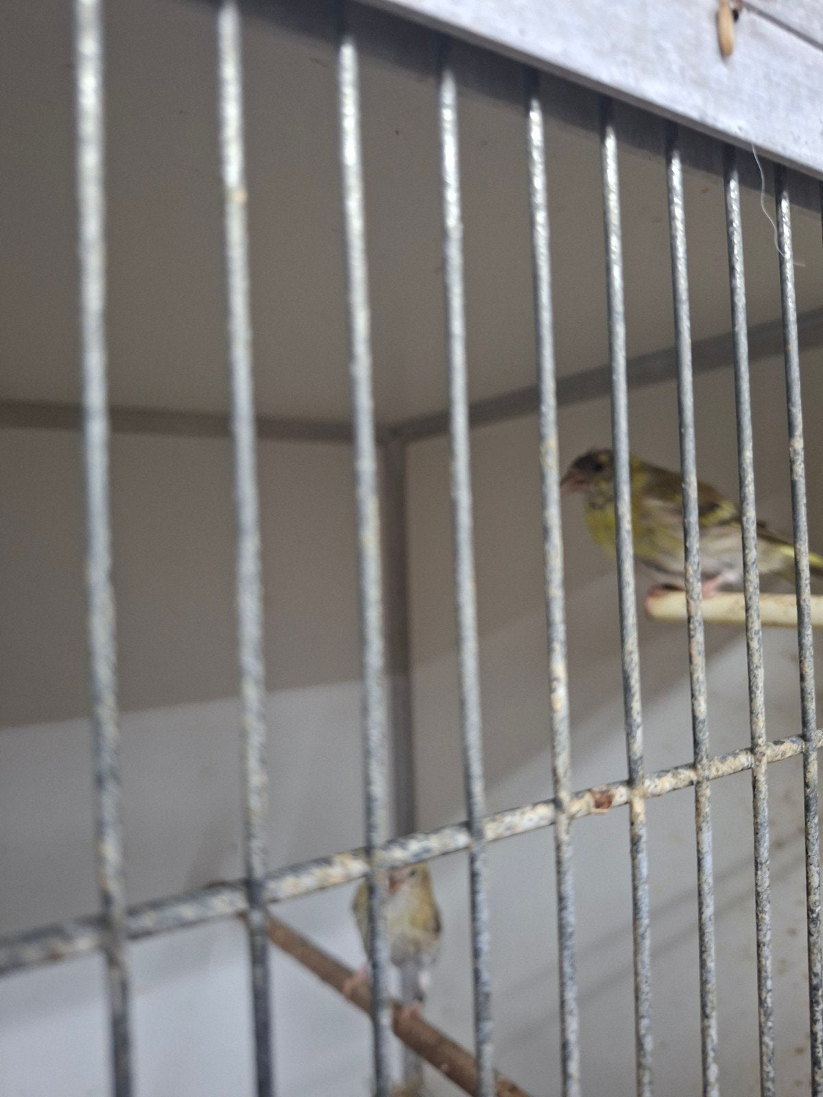 sijsjes mutatie bruin, Meerdere dieren, Wildzangvogel, Geringd
