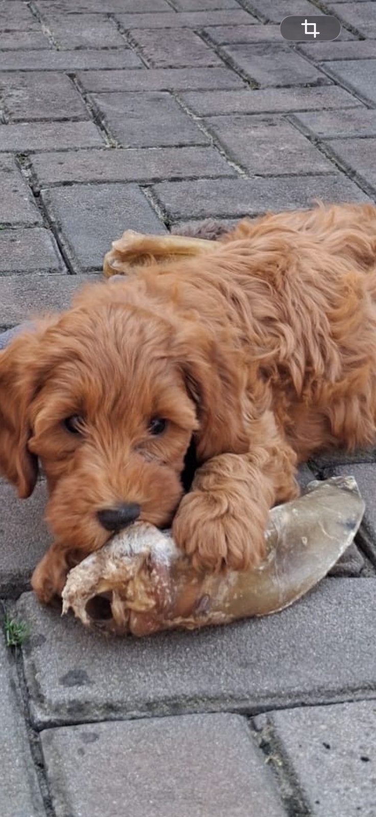 Mini Australian labradoedel, Dieren en Toebehoren, 8 tot 15 weken, Parvo, Meerdere, Meerdere dieren