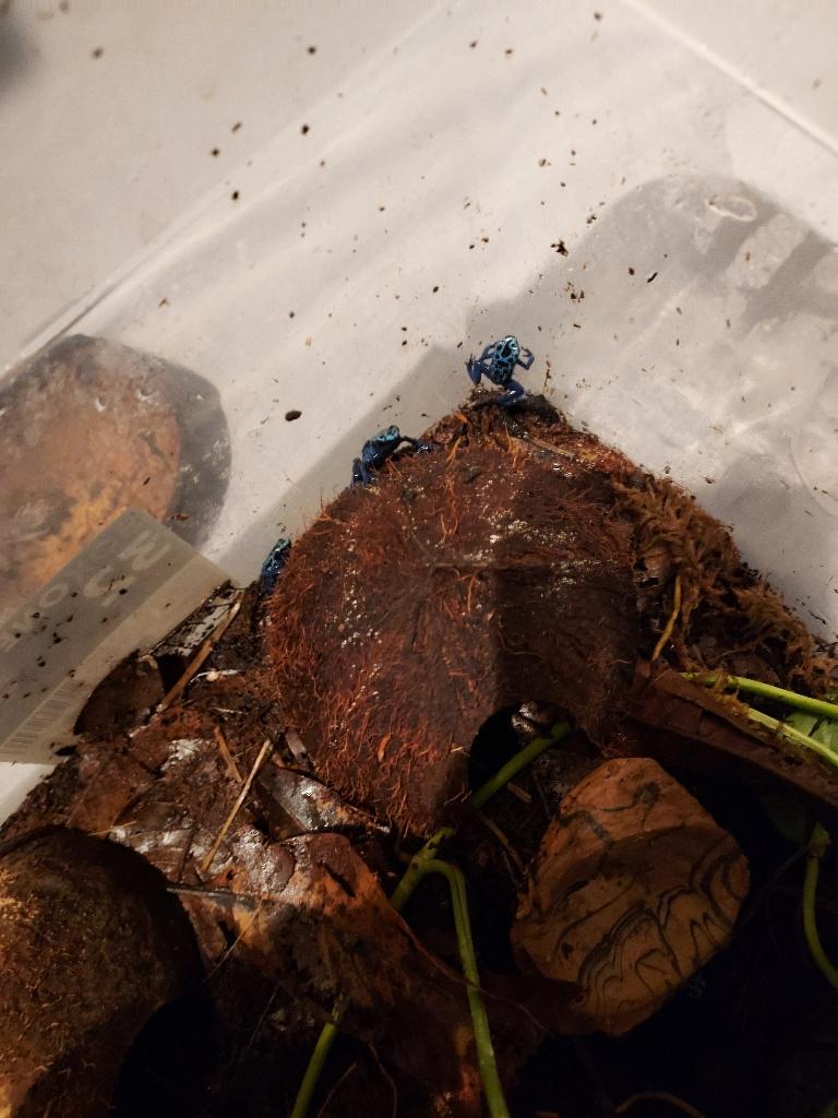 Dendrobates tinctorius ‘Azureus’ 0.0.6 te koop, Dieren en Toebehoren, Amfibie, 0 tot 2 jaar