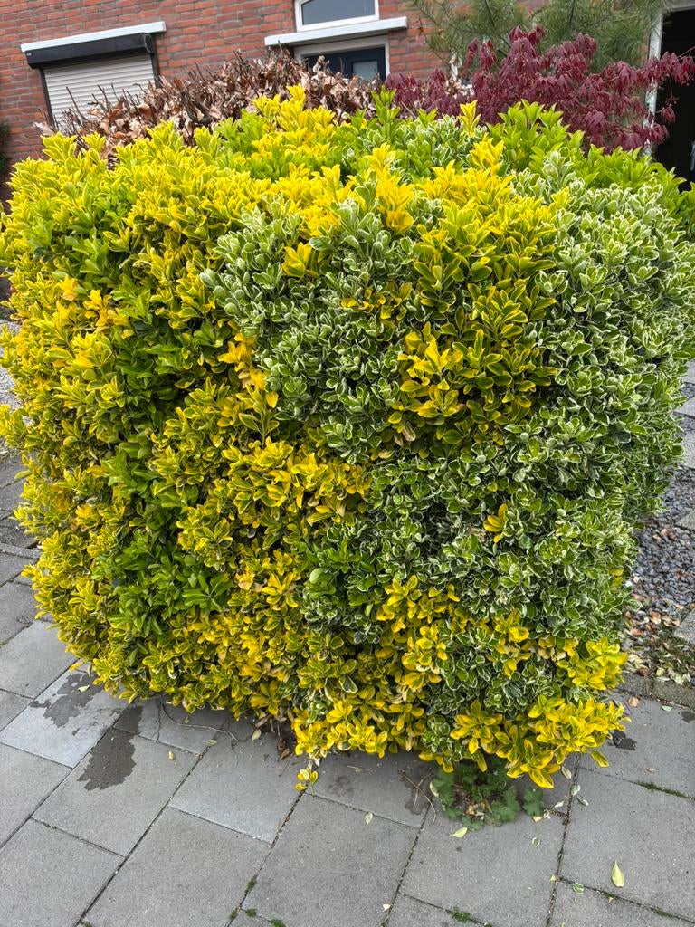 GRATIS 2 Japanse kardinaalsmuts (Euonymus japonicus), Tuin en Terras, Ophalen, Overige soorten, Minder dan 100 cm