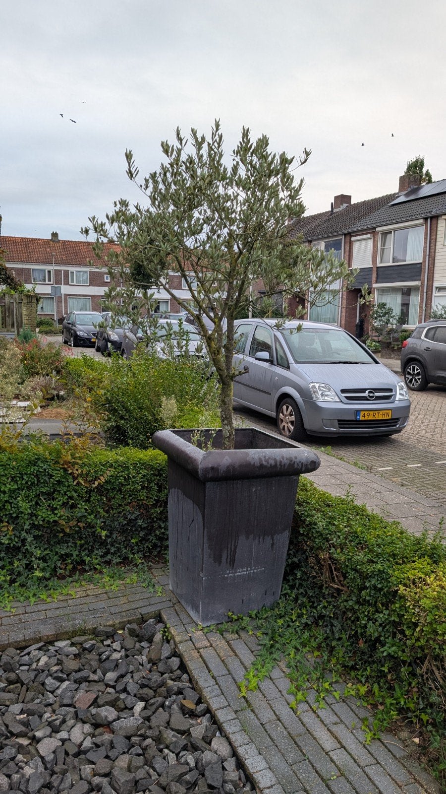 Mooie olijfbomen met zinken bak., Ophalen, Kunststof, 60 cm of meer