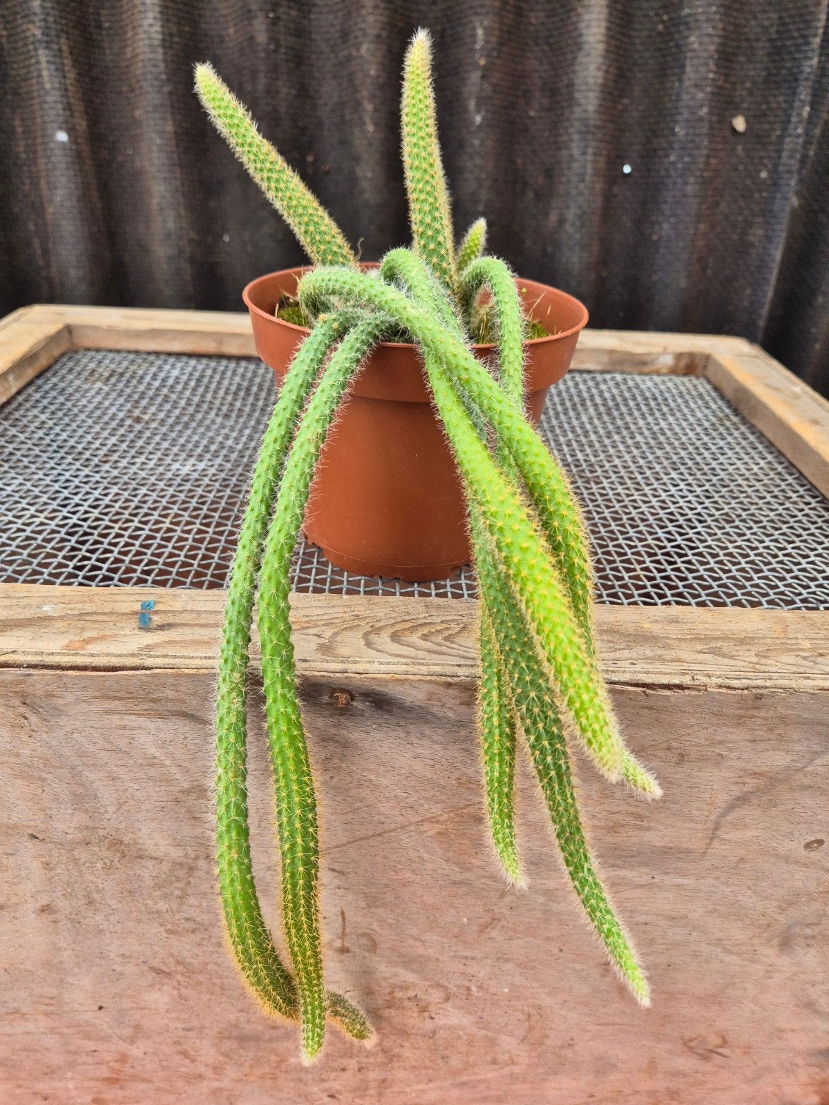 Aporocactus flagelliformis p13, Ophalen of Verzenden, Halfschaduw, Minder dan 100 cm