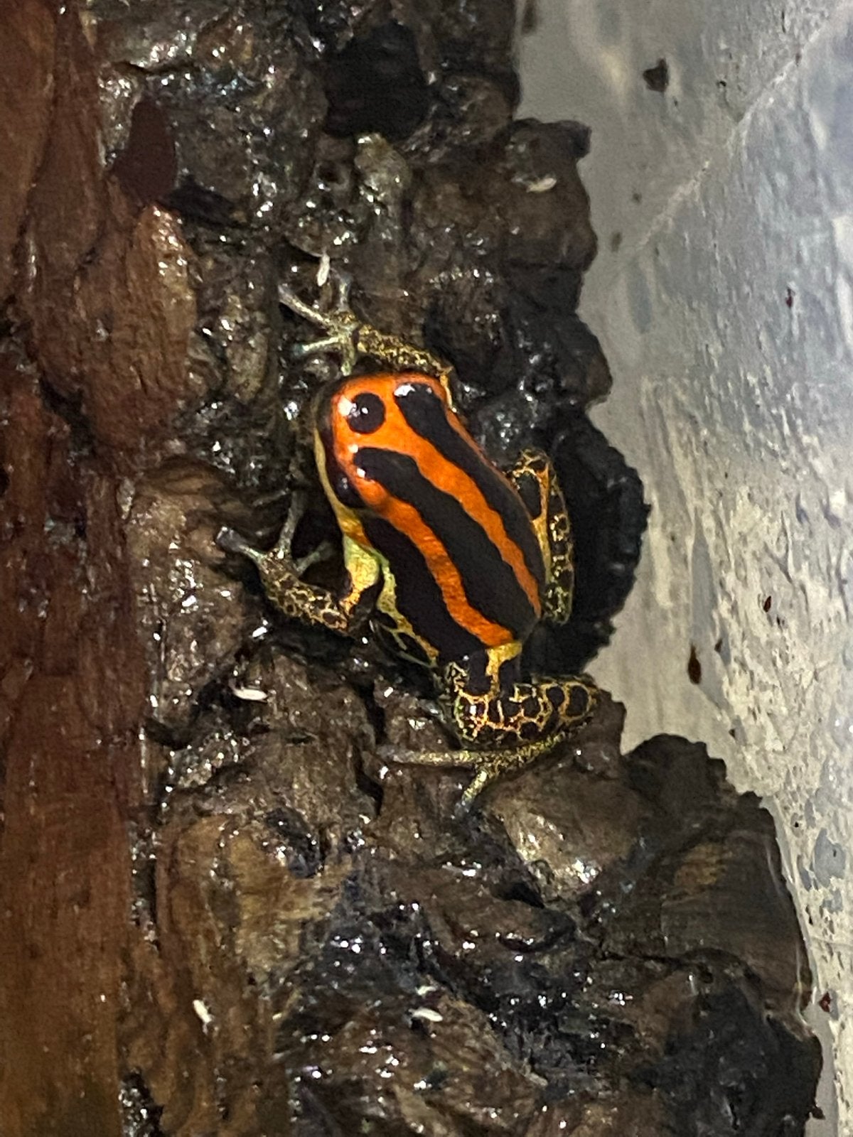 Verschillende soorten gifkikkers Frog photo 2