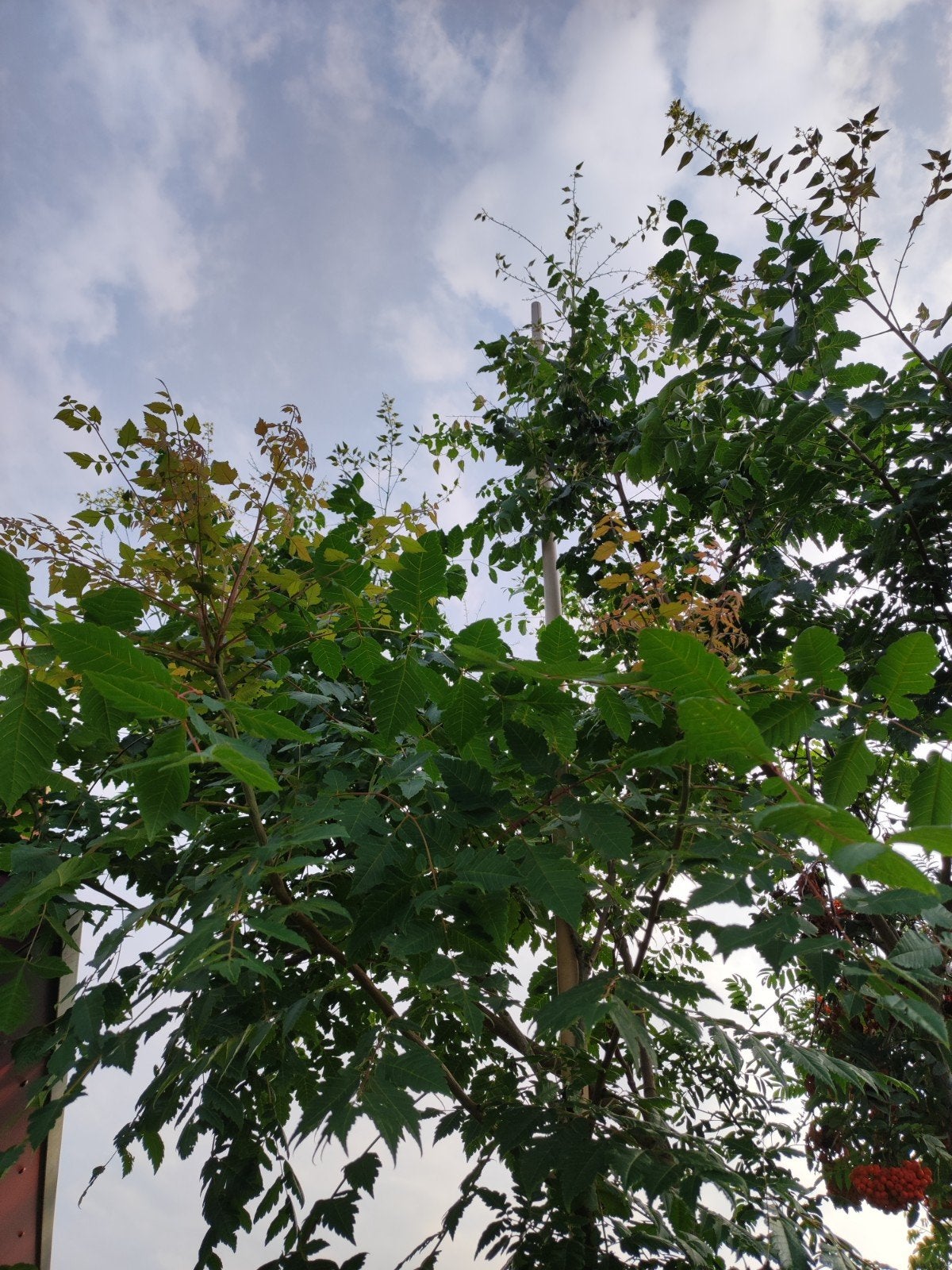 Chinese vernisboom, Tuin en Terras, Planten | Bomen, Ophalen, Volle zon, Overige soorten, 250 tot 400 cm