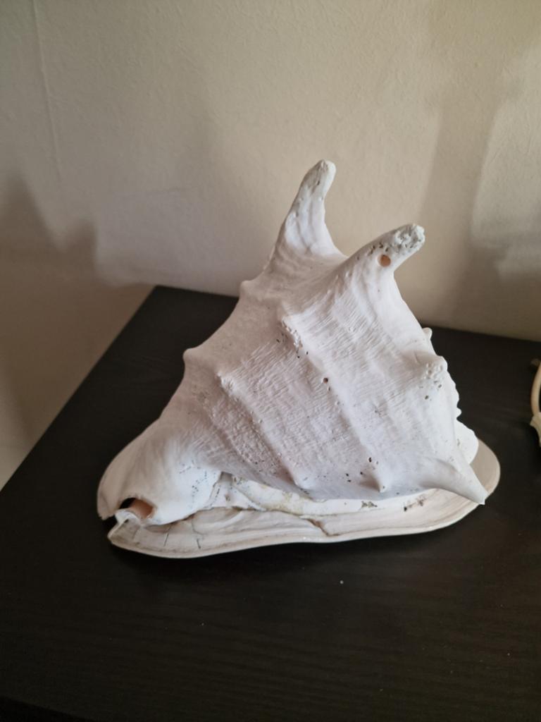 Grote decoratie schelp, Ophalen of Verzenden, Schelp(en)
