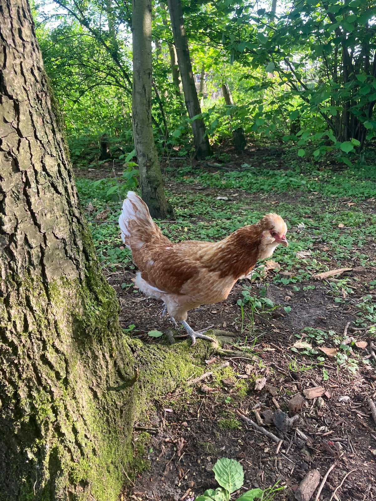 Leuke kippen, Dieren en Toebehoren, Pluimvee, Vrouwelijk, Kip