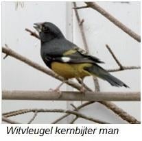 witvleugel appelvink, Dieren en Toebehoren, Mannelijk, Tropenvogel