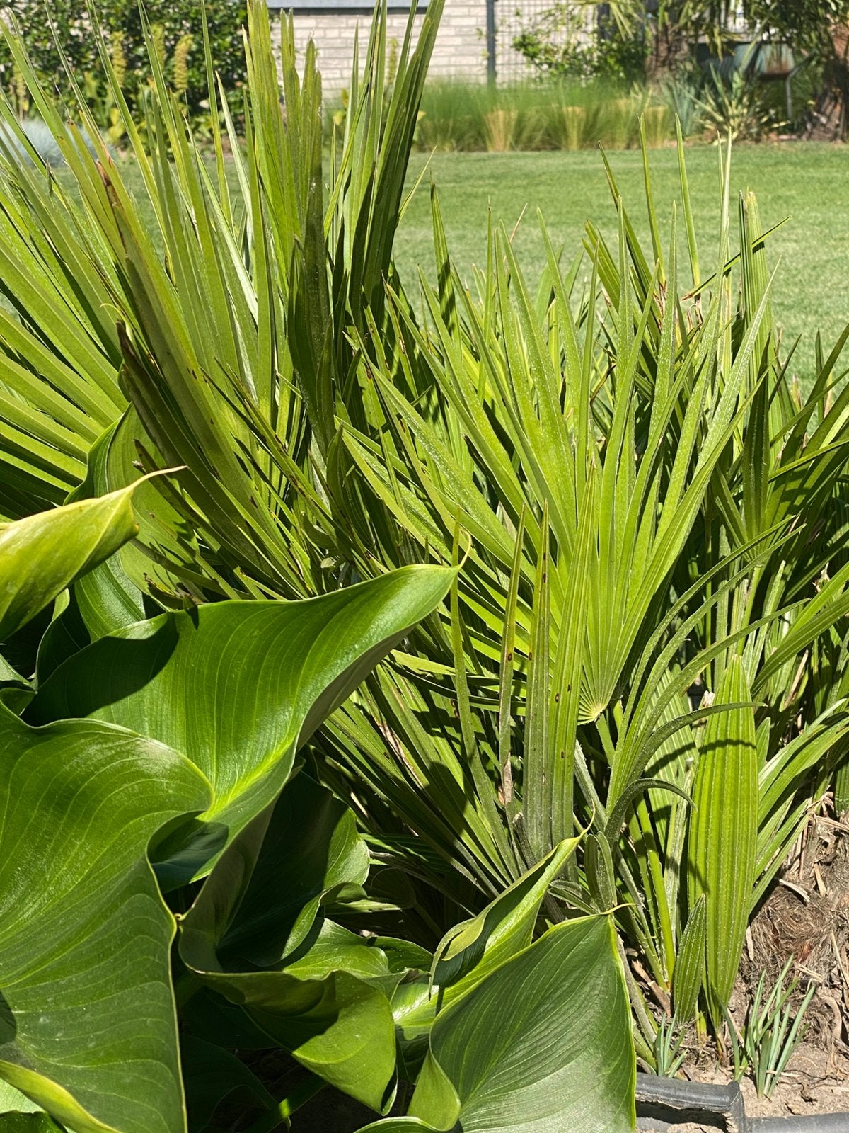 Palm, Tuin en Terras, Ophalen, Bloeit niet, Overige soorten, Volle zon